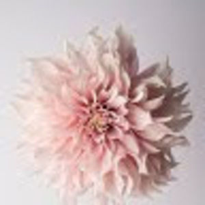 Meet your Posher, Lillian